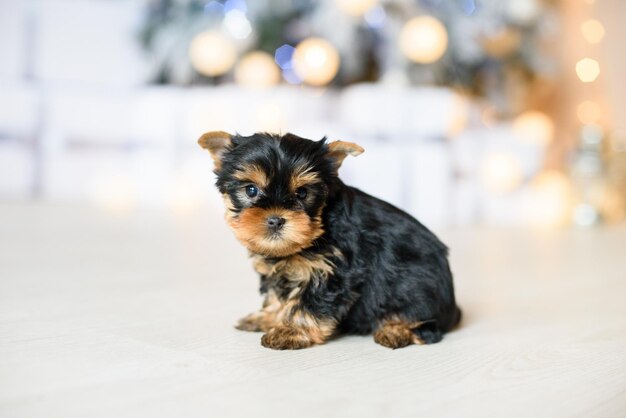 Un chiot terrier noir et brun est assis dans le contexte d'un gros plan d'arbre de Noël