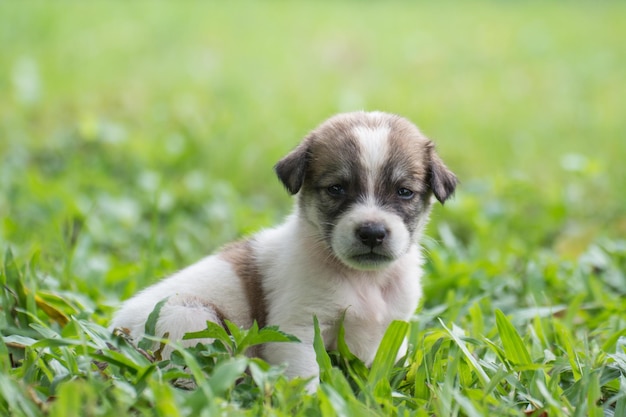 Chiot thaïlandais assis sur l'herbe