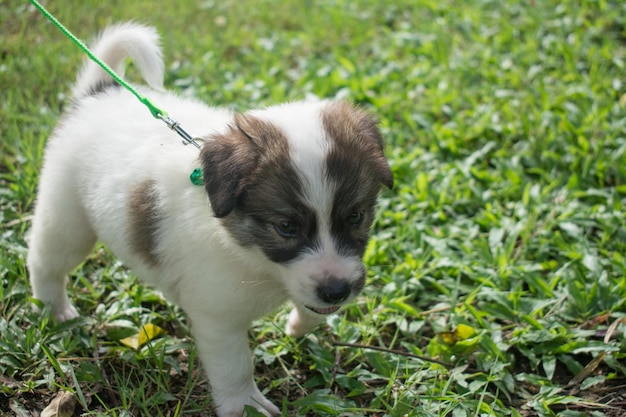 Chiot thaïlandais assis sur l'herbe