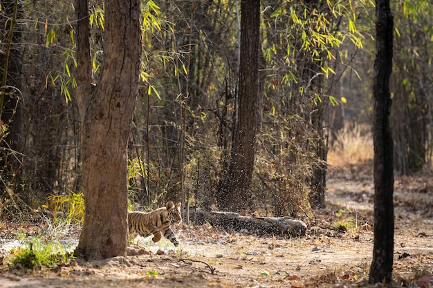 Un chiot de tigre court au milieu des arbres de la forêt.