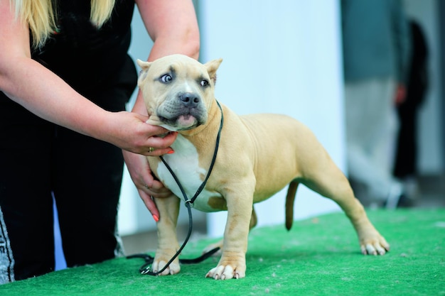 Un chiot de tyran américain dans le rack