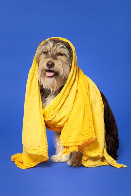 Chiot velu avec une écharpe sur la tête sur fond bleu