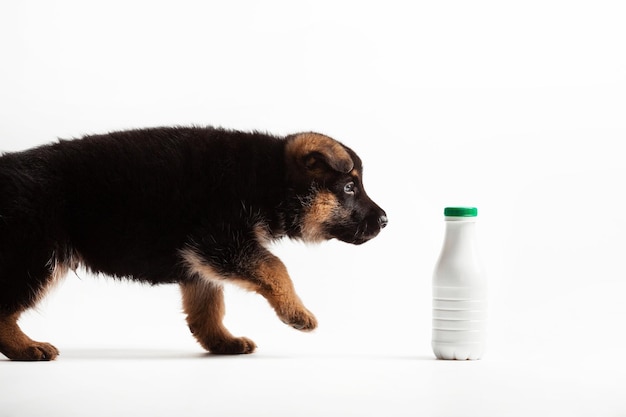 Le chiot vient à la bouteille en plastique