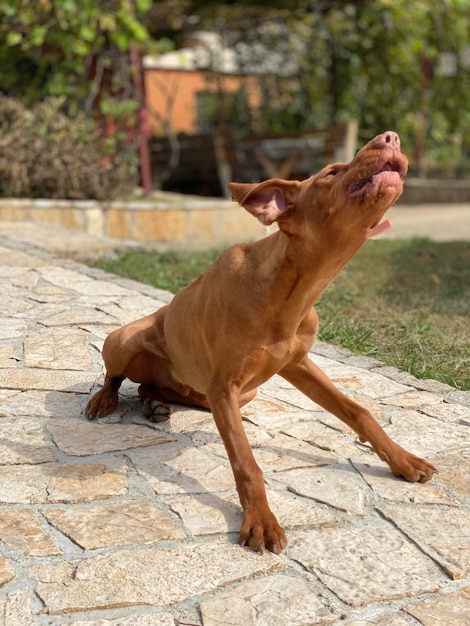 Photo le chiot de vizsla