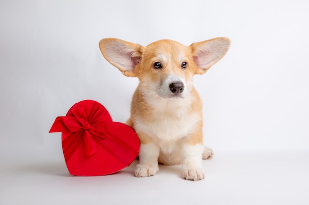 Un chiot Welsh corgi est assis avec une boîte-cadeau en forme de coeur sur fond blanc