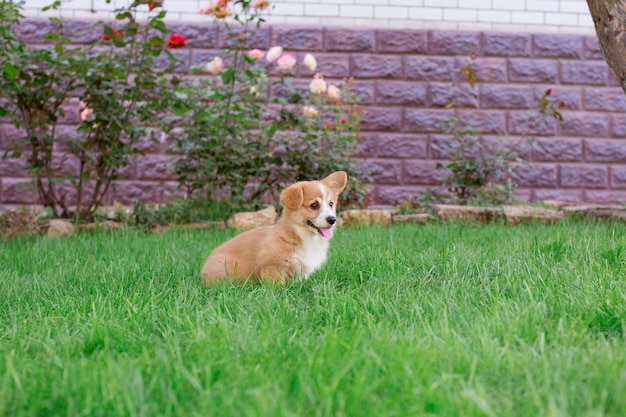 un chiot Welsh corgi est assis dans l'herbe pour une promenade