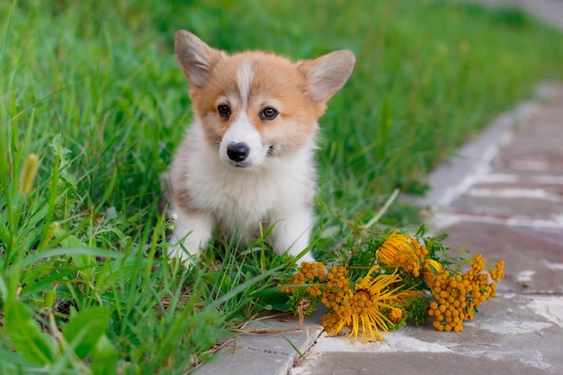 Chiot Welsh Corgi marche dans l'herbe