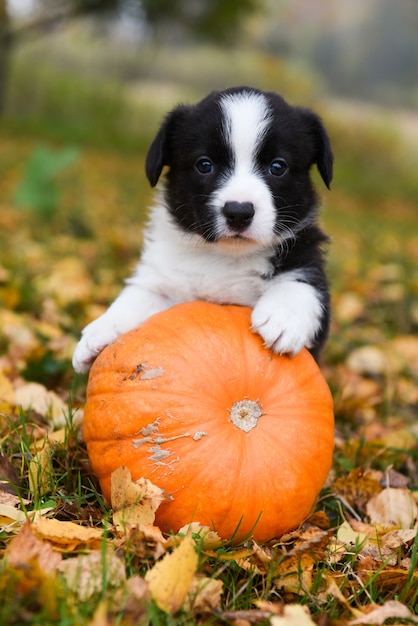 Chiot Welsh Corgi Pembroke dans la nature