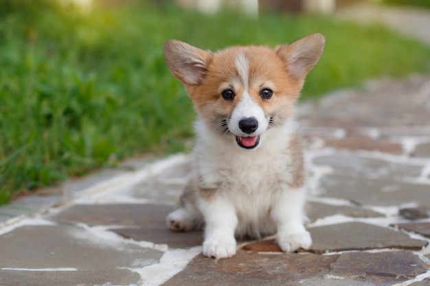 Chiot Welsh Corgi à pied en été