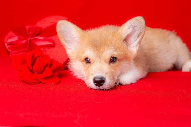 Chiot Welsh Corgi près de la boîte rouge en forme de coeur