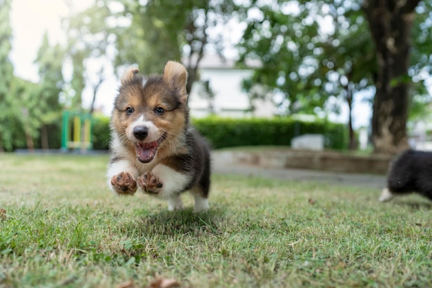 Chiot Welsh Corgi sautant sur le terrain aux beaux jours d'été