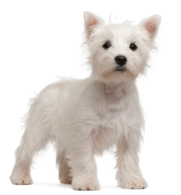 Chiot West Highland Terrier, 4 mois,