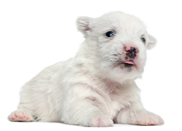 Chiot West Highland White Terrier (4 semaines)