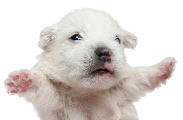 Chiot West Highland White Terrier (4 semaines)