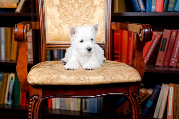 Chiot West Highland White Terrier chien