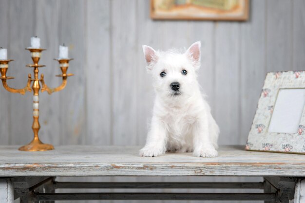 Chiot West Highland White Terrier chien