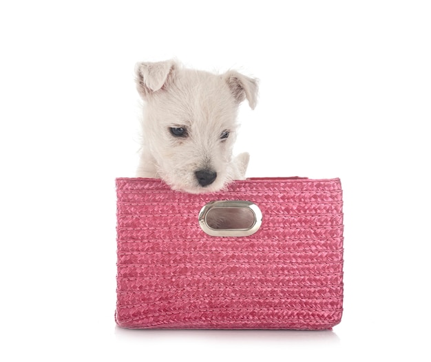 Chiot West Highland White Terrier en face de fond blanc