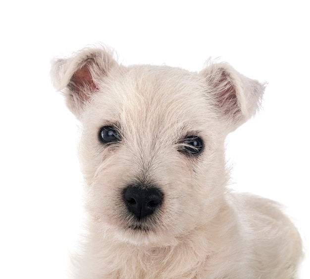 Chiot West Highland White Terrier en face