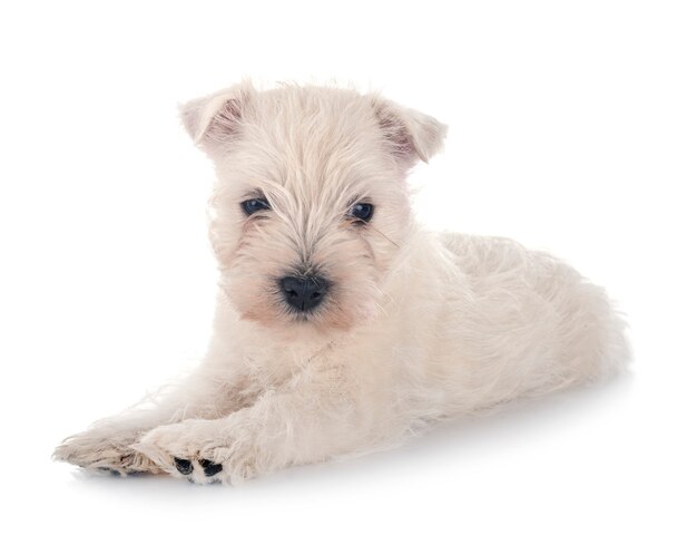 Chiot West Highland White Terrier