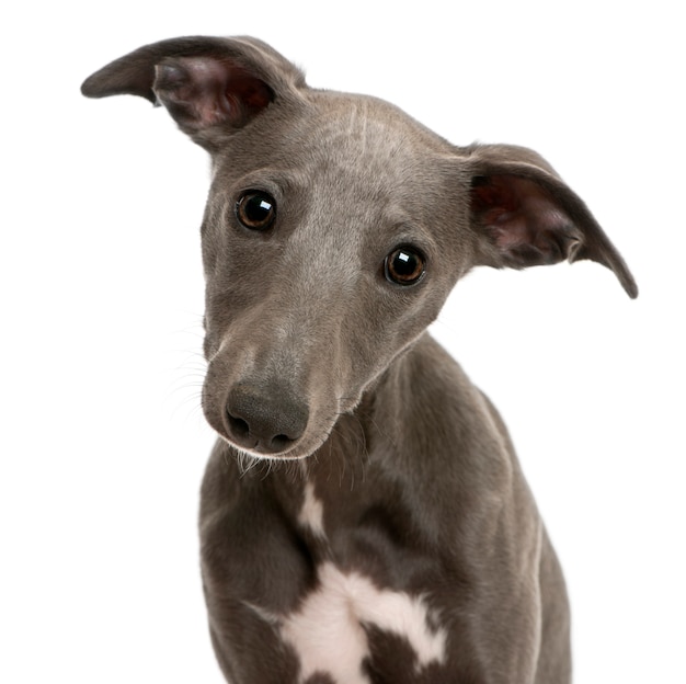 Chiot Whippet sur blanc