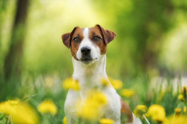 Chiot White Jack Russell Terrier assis parmi les fleurs jaunes en été