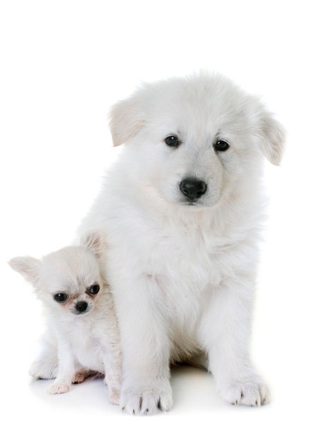 chiot White Swiss Shepherd Dog et chihuahua chiot