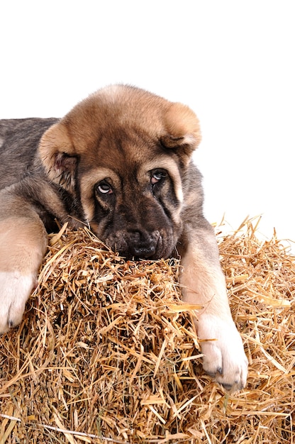 Chiot Yong âgé de 3 mois sur paille. Berger asiatique