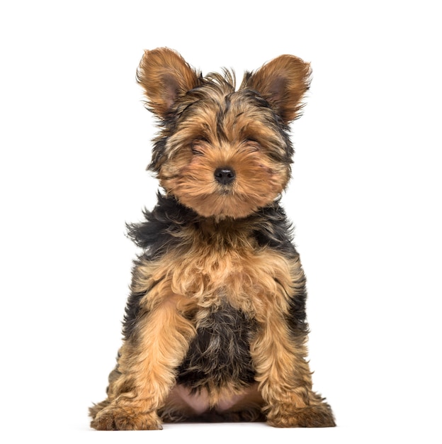 Chiot Yorkshire Terrier , 3 mois, assis sur fond blanc