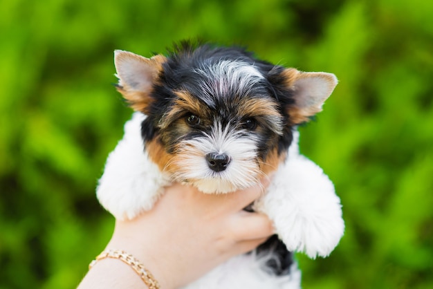 Chiot Yorkshire terrier dans les mains