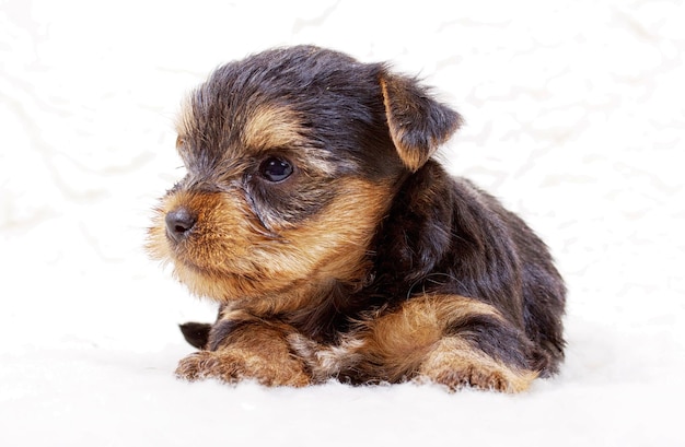 Chiot yorkshire terrier sur fond blanc