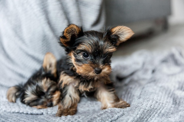 Photo chiot yorkshire terrier d'un mois assis sur une couverture grise sur fond intérieur gris