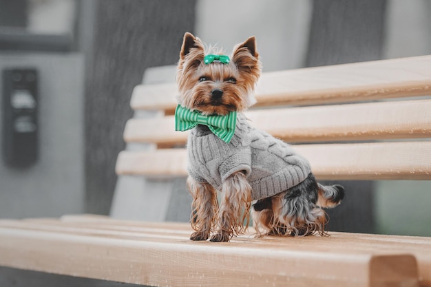 Chiot yorkshire terrier en plein air