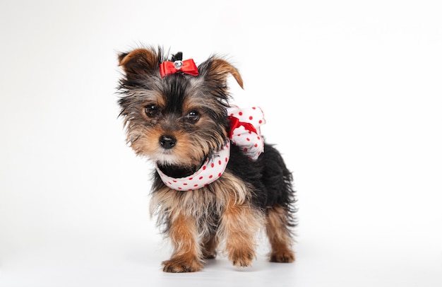 Chiot Yorkshire Terrier avec robe, 3 mois, isolé sur mur blanc