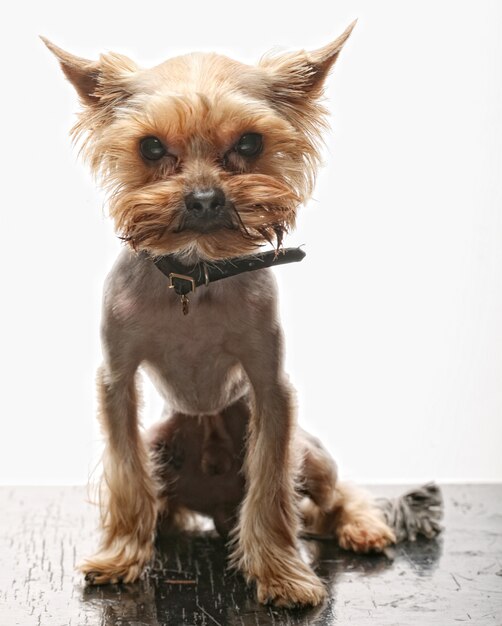 Chiot yorkshire terrier