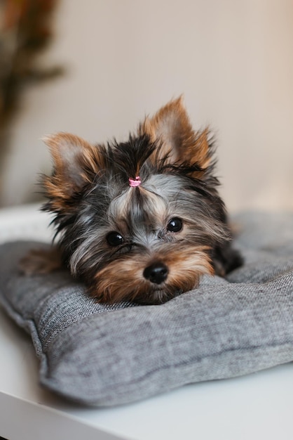 Photo chiot yorkshire terrier