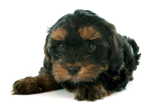 Chiot yorkshire terrier