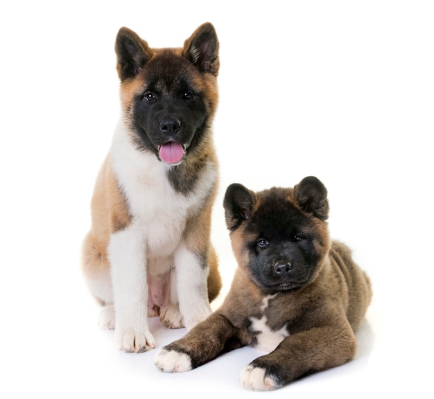 chiots akita américain