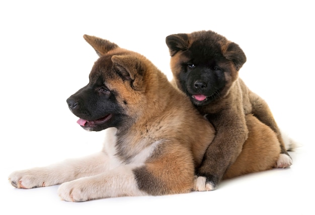 chiots akita américain