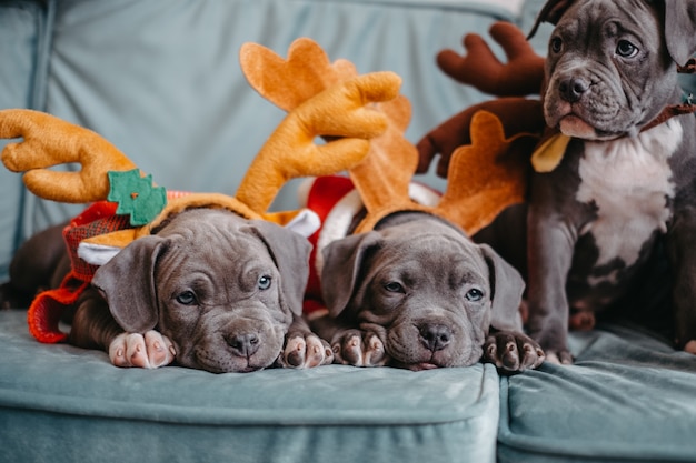 Les chiots American Bully sont allongés sur le canapé avant Noël. Chiots Bully dans des chapeaux intelligents.