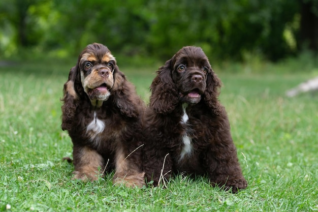 Chiots American Cocker Spaniel couleur marron assis sur l'herbe.