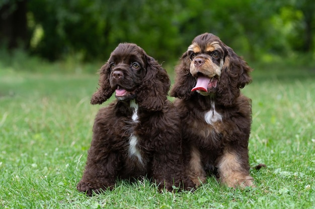 Chiots American Cocker Spaniel couleur marron assis sur l'herbe.