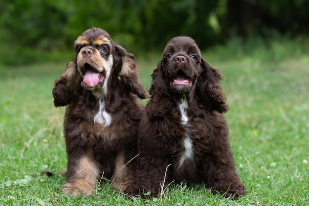 Chiots American Cocker Spaniel couleur marron assis sur l'herbe.