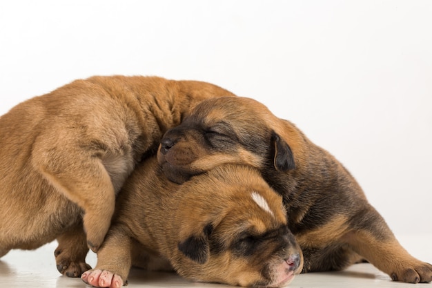 chiots arbre sur fond blanc