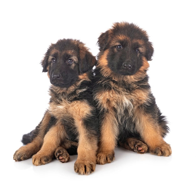 Chiots de berger allemand sur fond blanc