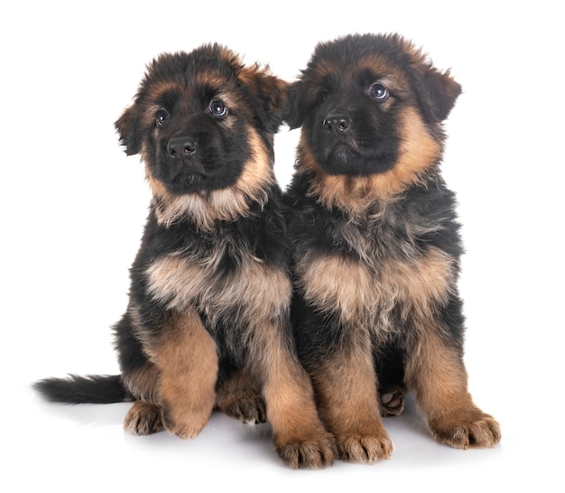 chiots berger allemand