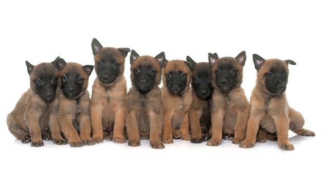 chiots berger belge malinois