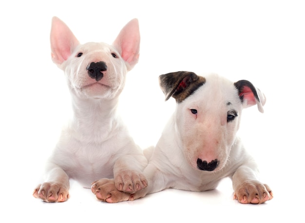 chiots bull terrier