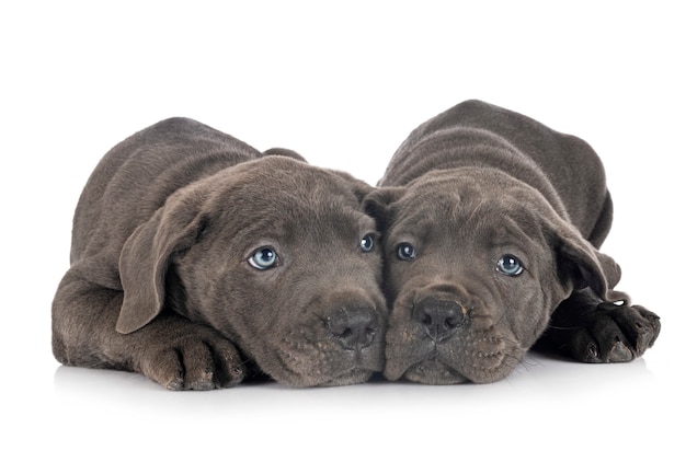 Chiots cane corso isolé sur blanc