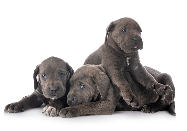 chiots cane corso isolé sur fond blanc