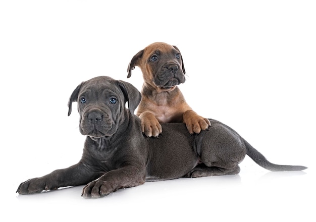 Chiots cane corso